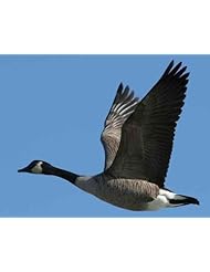Canada Goose Outlet Online Reviews